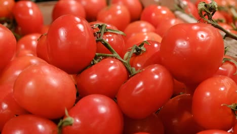 ripe red tomatoes on the vine closeup of ripe red tomatoes on a vine in a garden setting ripe red tomatoes on the vine closeup of ripe red tomatoes on a vine in a garden setting