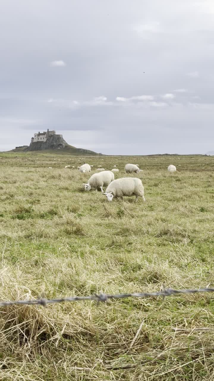 Holy Island (Lindisfarne) al largo della costa del Northumberland, Inghilterra. Pecore al pascolo in primo piano e il castello di Lindisfarne su una collina sullo sfondo