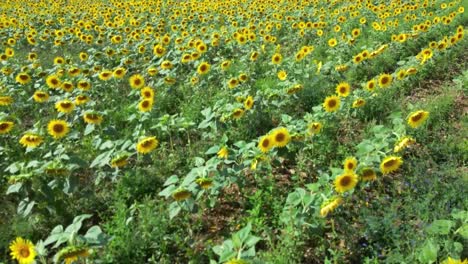 Cultivo-De-Girasol-En-Un-Campo-Francés