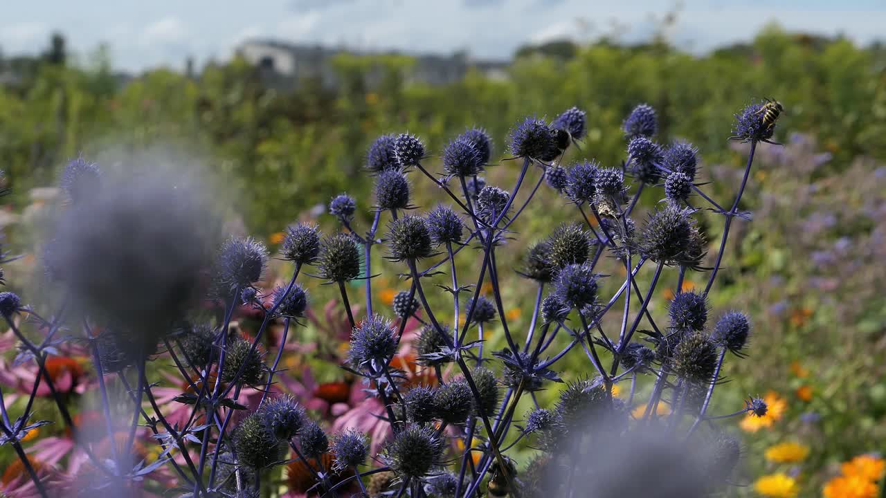 abejorros y abejas en el prado de flores, flores azules en el jardín
