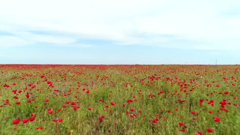 red poppy field