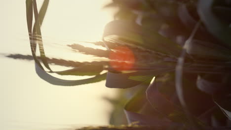 unripe wheat ears sunset closeup. vertical view agricultural field on evening.