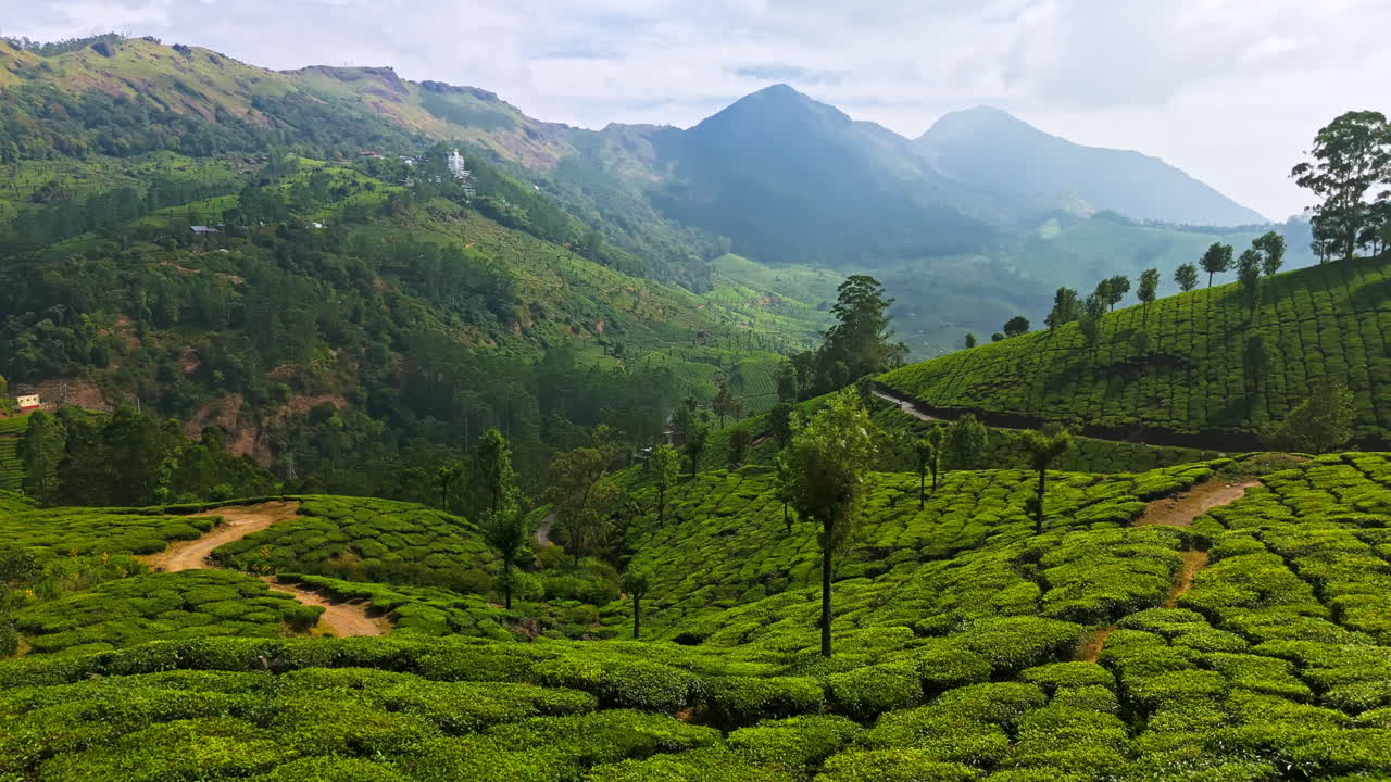 Aerial view backwards low over green, tea fields of Munnar, sunny day in India