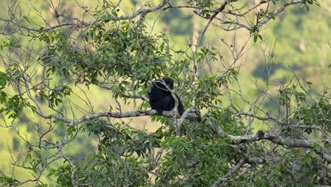 el gibón siamang sentado en un árbol en la selva tropical