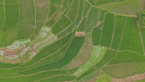 Overhead-drone-shot-of-green-rice-field