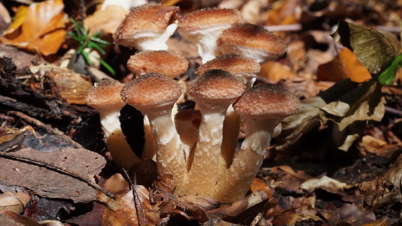 Mushrooms called ghebe, growing on Romanian forests