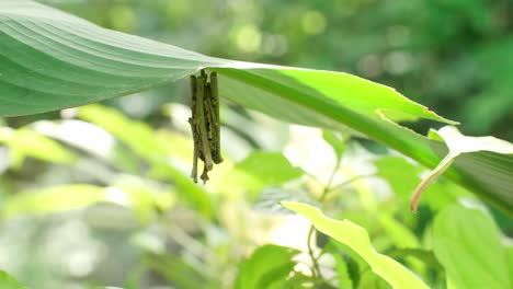 el capullo de una mariposa en un árbol natural