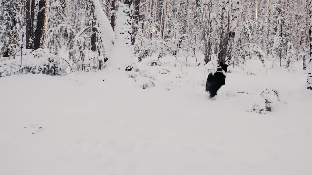 눈 인 숲에서 달리는 개