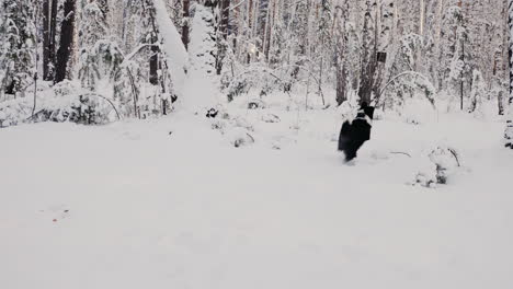 perro corriendo en el bosque nevado