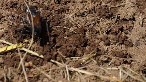 a solitary wasp actively digging and interacting with soil in a natural setting.