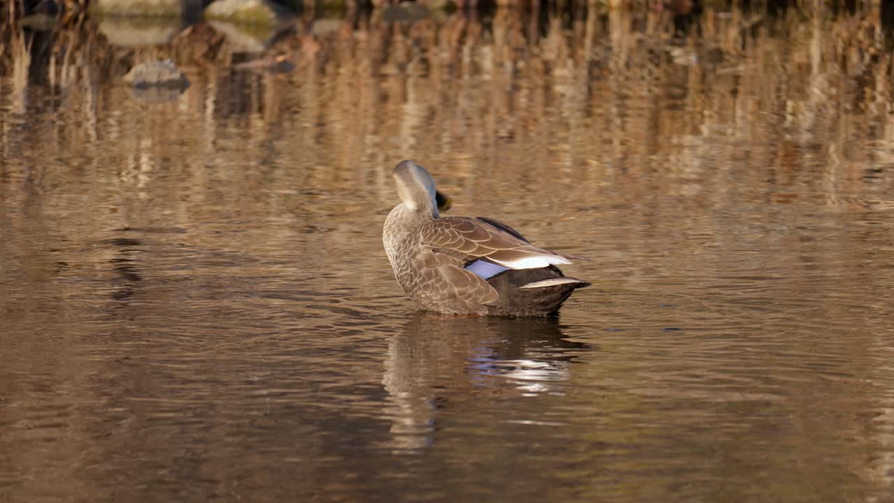 Eastern Spot-Billed Duck Cleaning Its Feathers On A Pond