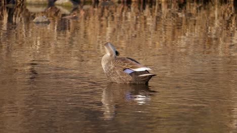 Ostschnabelente,-Die-Ihre-Federn-Auf-Einem-Teich-Putzt