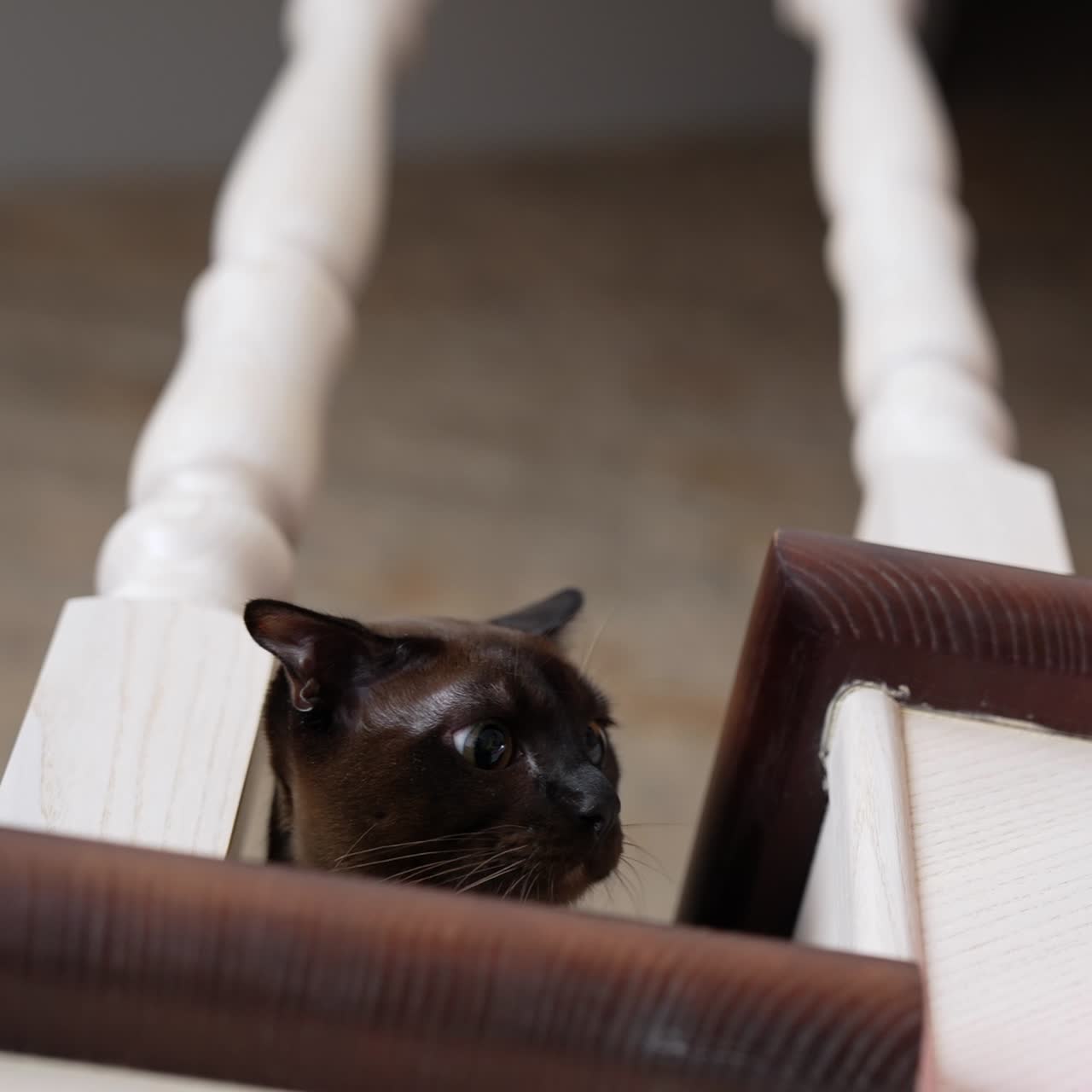 Incredibile gattino birmano sulle scale. Divertente gatto marrone che gioca in casa. La testa di un gattino di razza spunta dalla scala cercando di afferrare un giocattolo.