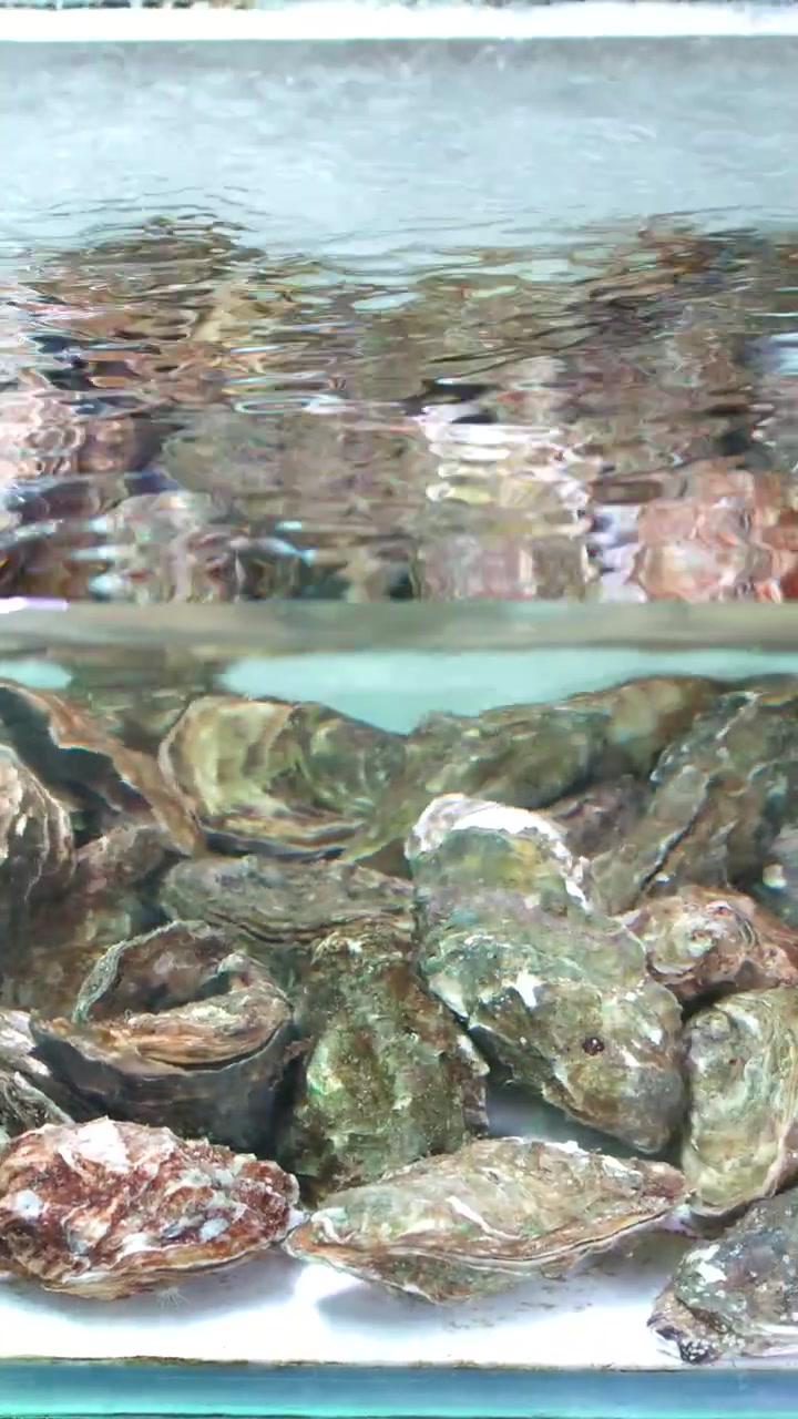 Close-up shot of live oysters submerged in a bubbling glass aquarium at a market