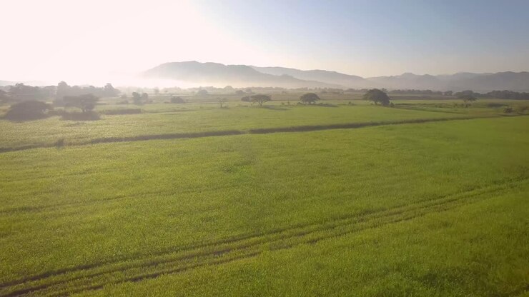 Drone view of a beautiful green pasture field during the sunrise