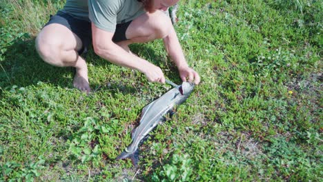 man cut the fish in the grass to remove the gills before cooking