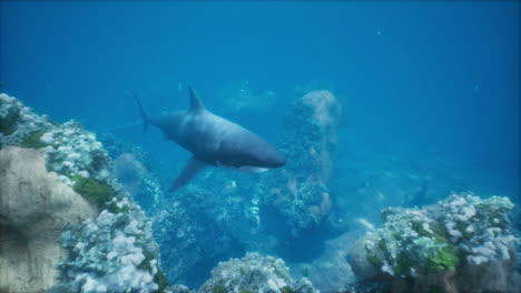 tiburón en un arrecife de coral