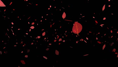 dead leaves, red leaves, autumn leaves, autumn, particles that emerge, motion graphics