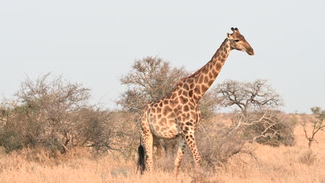 giraffe female walking on savannah in front of shrubs