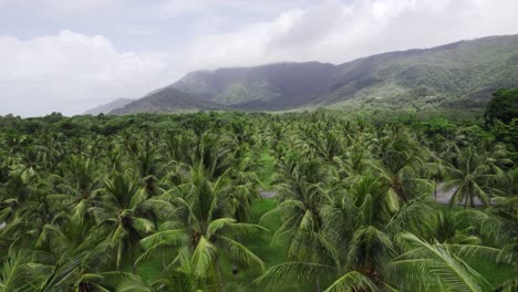 The-Iconic-Palm-Trees-of-FnQ