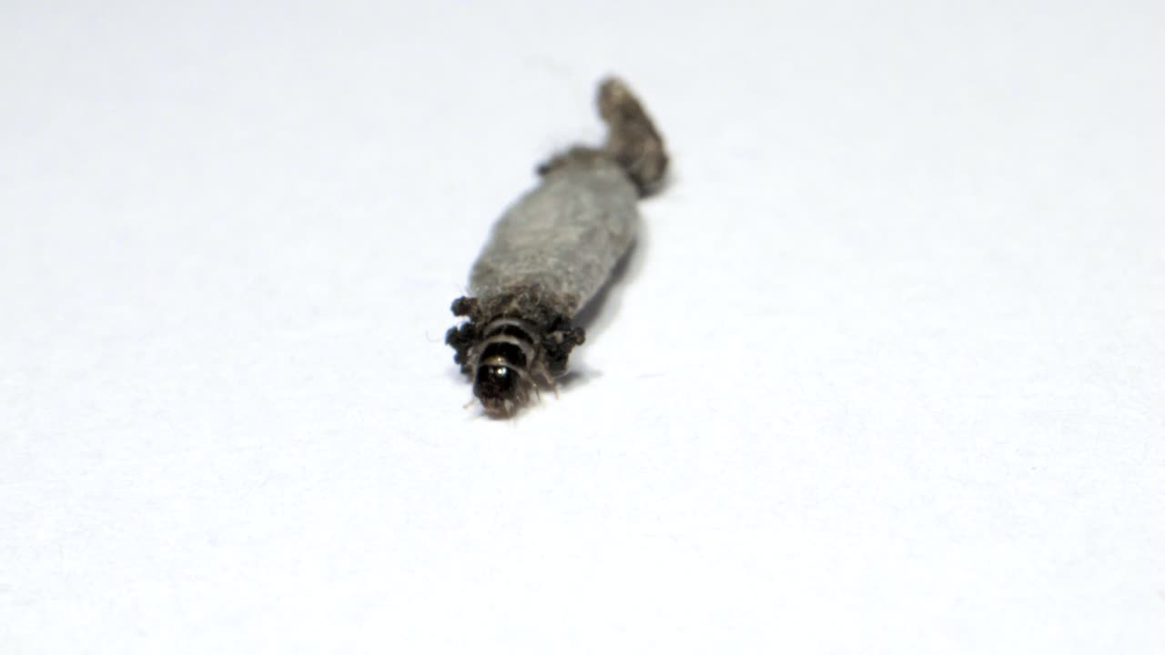 가정용 케이스 베어러 (case bearer) - 벽에 기어다니는 케이스베어러, 집 안에서 발견된 곤충, 먼지, 극심한 근접 사진.