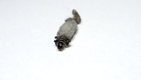 household casebearer case bearer crawling on wall insect found in house hold dust extreme close up