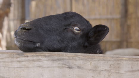 a close up of a goat looking over a fence in it's pen