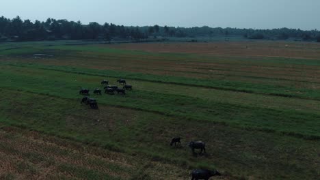 Una-Toma-De-Inclinación-Cinematográfica-De-Toros-Y-Vacas-Caminando-Por-El-Campo-Con-Un-Bosque-Tropical-Alrededor-Y-Un-Cielo-Azul,-Vista-Desde-Arriba,-Goa-Resort,-India