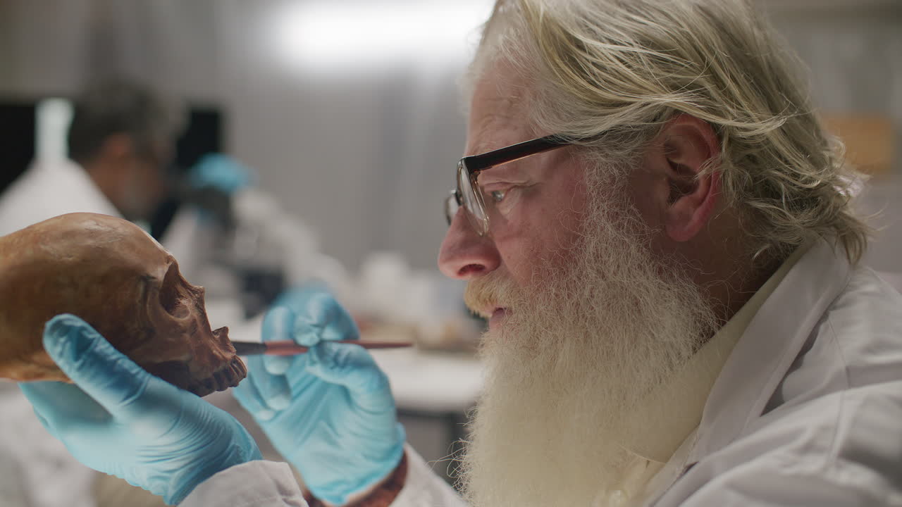 Senior Archaeologist Cleaning Ancient Skull with Brush during Lab Research