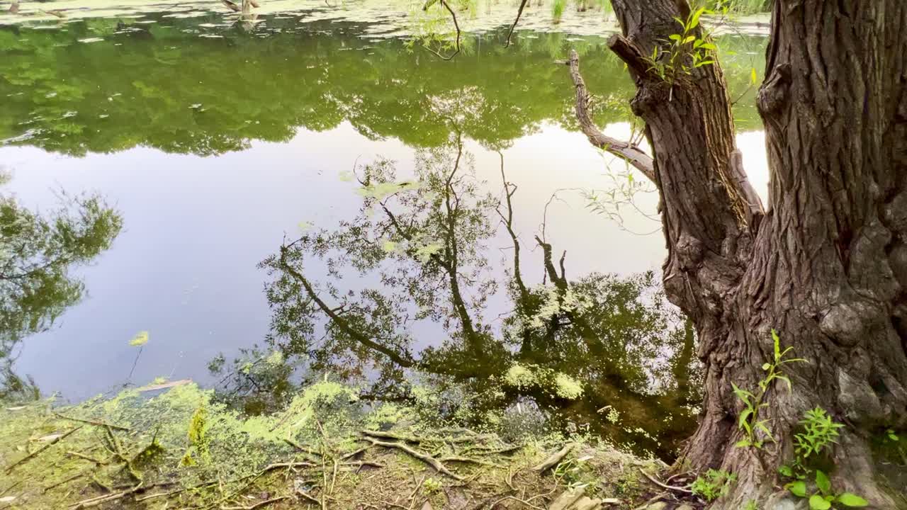하이 파크 의 조용 한 습지 물 에서 나무 의 반사