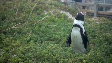 Slowmotion-of-an-African-Penguin-at-Boulders-Beach-Enjoying-the-Sun-with-Eyes-Closed