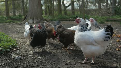 Hens-walking-outside,-small-backyard-chicken-coop