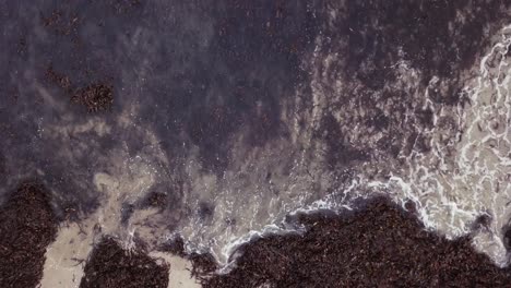 close up of calm waves lapping onto a beach filled with seaweed