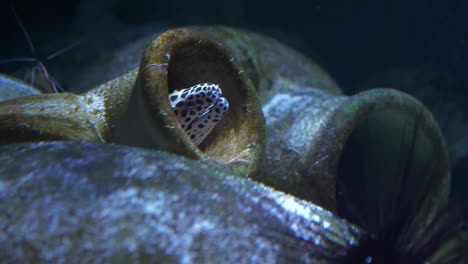 moray eel hiding and moving inside an urn or pot with crustaceans in the background and foreground and a sea anenome or urchin