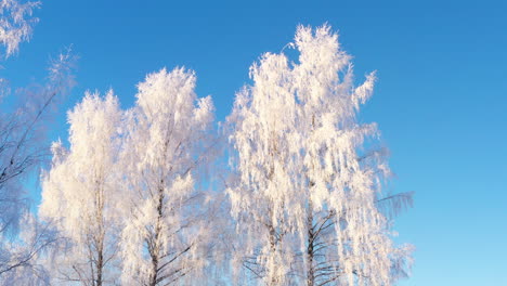 frozen birch trees with hoarfrost on winter with blue sky background