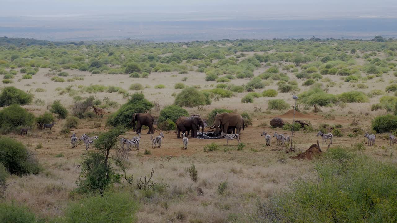 слоны и зебры вместе в саванне в кении в африке