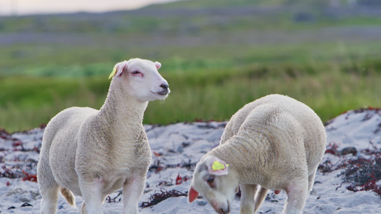 Two baby sheep staring and scratching on a sandy arctic beach, with lush, vibrant green hills and a mountain range in the background. Sunset and dusk Shot near Vardø in Finnmark, northern Norway