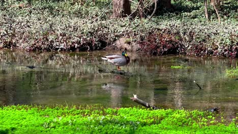 Mallard-duck-standing-on-a-wooden-log-in-the-middle-of-water-stream-flexing-wing