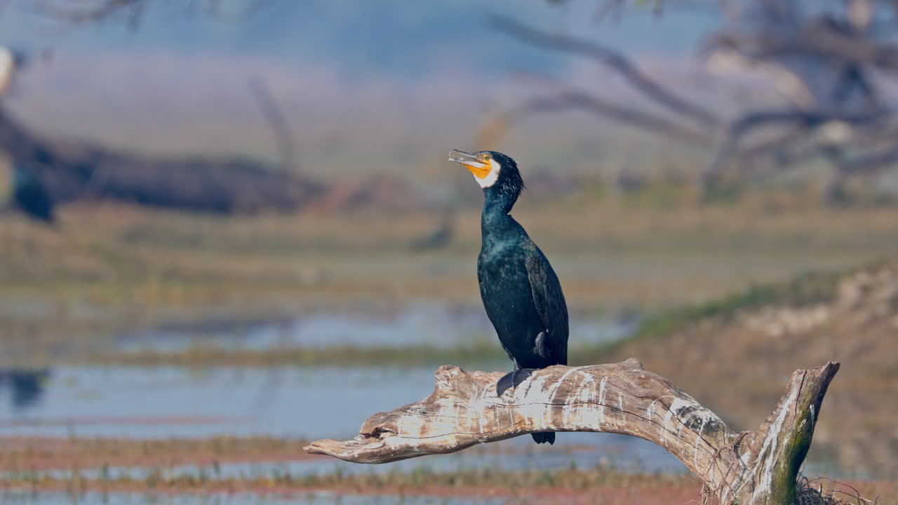 During sunny day a great cormorant perched on the tree branch and looking for food in keoladeo bird sanctuary, India.