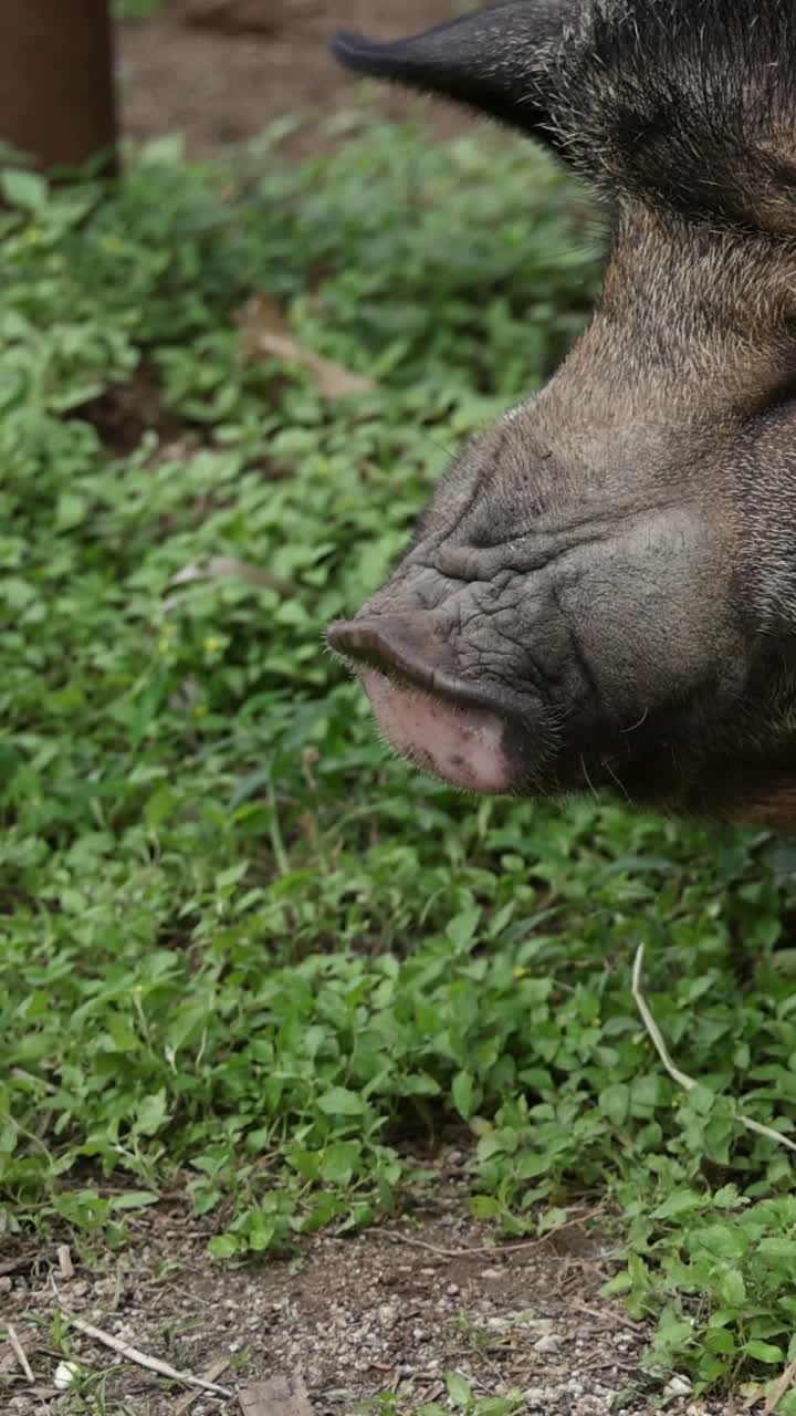 persona alimentando a mano a un cerdo al aire libre.