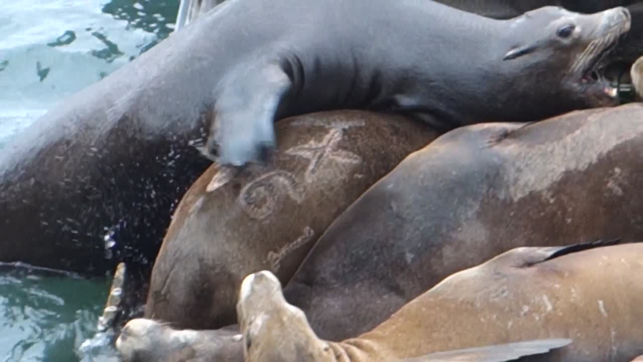 los leones marinos descansan y pelean en un muelle