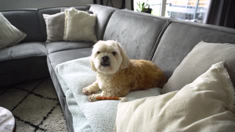 white mixed breed shih tzu relaxes on living room sofa