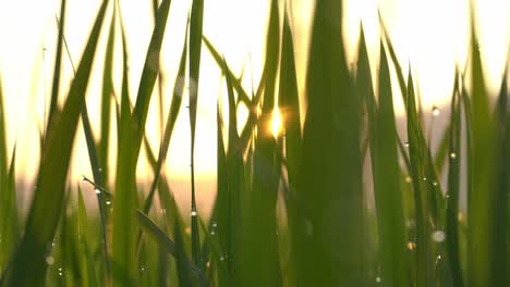 la luz del sol se difunde a través de las hojas verdes