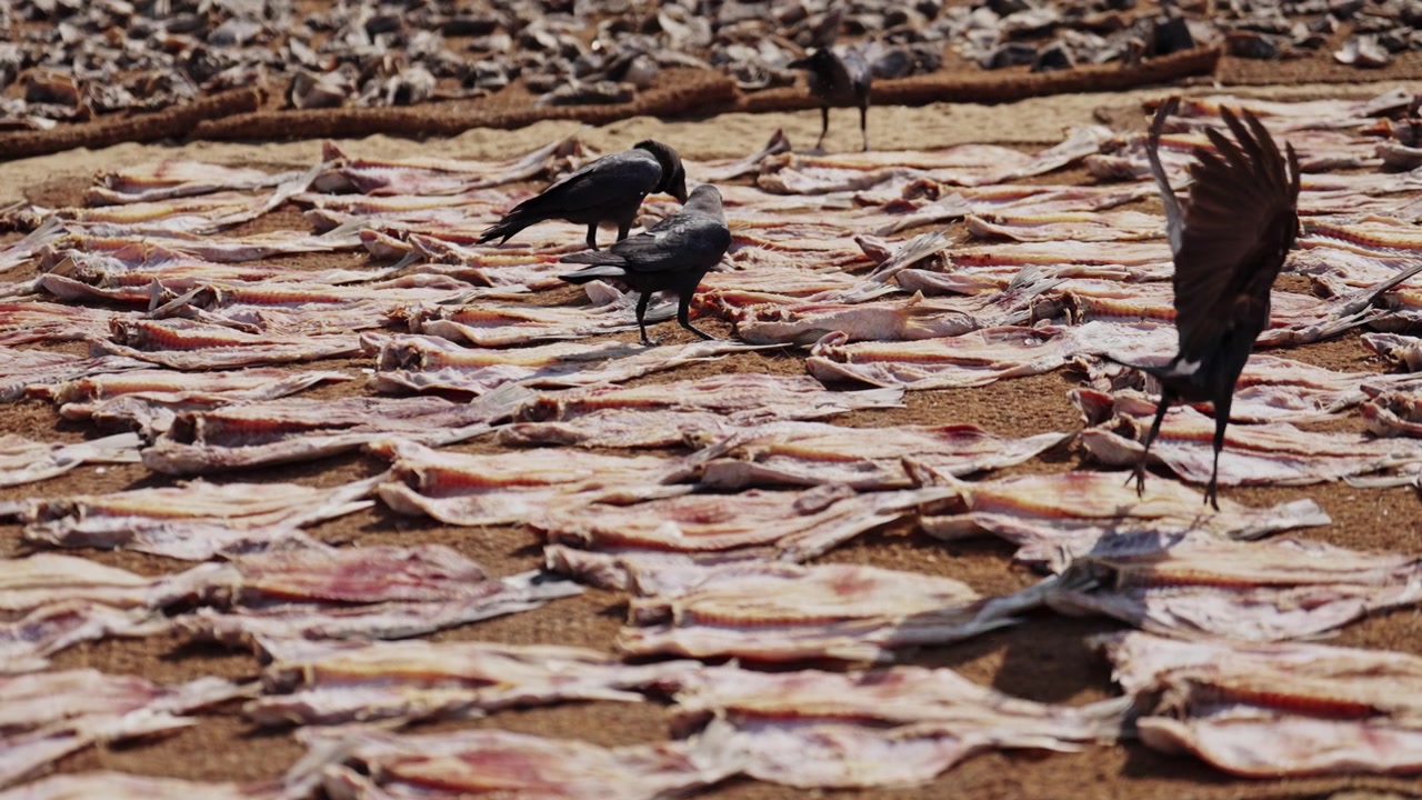 Corvi che si nutrono di pesce essiccato sparso a terra in un mercato del pesce tradizionale in Sri Lanka