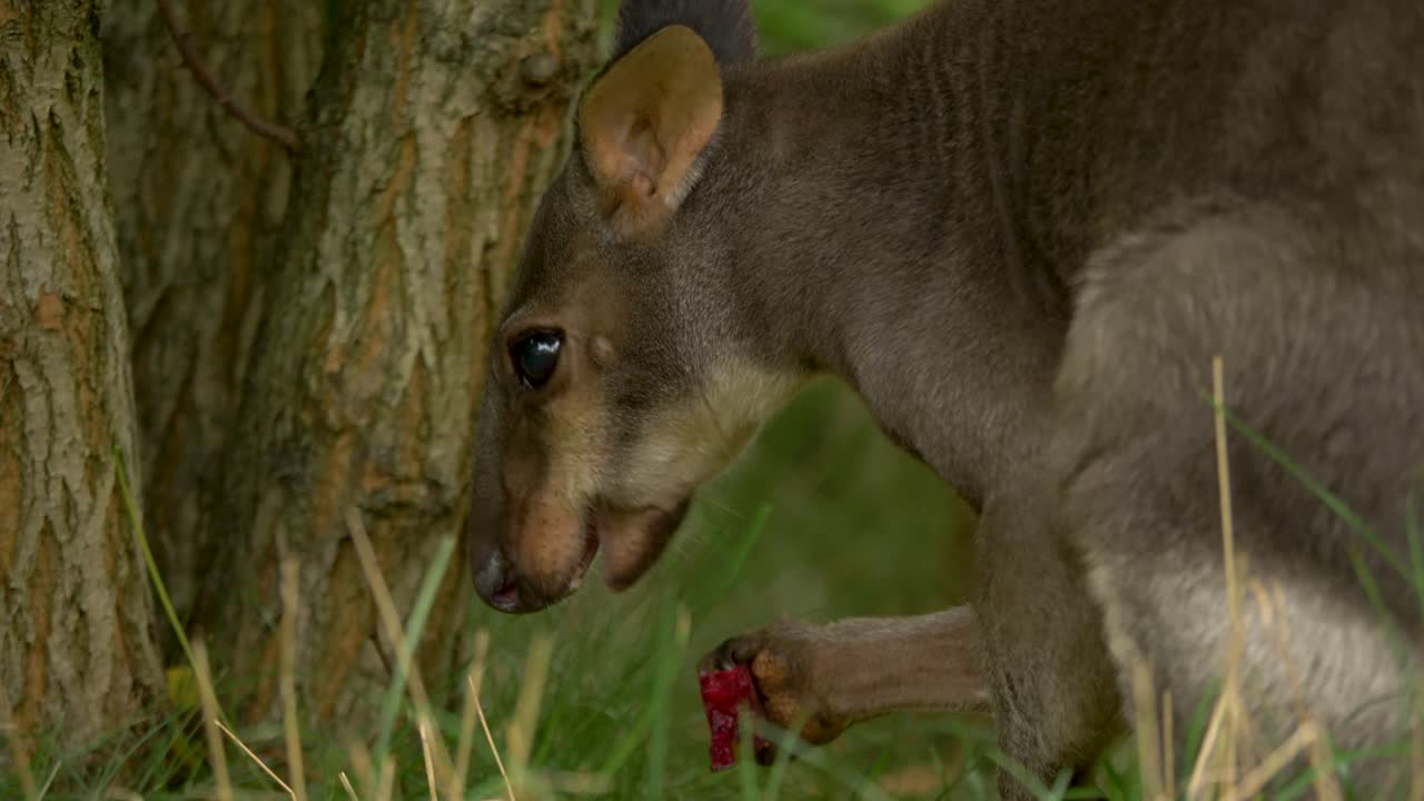 Dusky Pademelon Feeding On Fresh Fruit In The Trans-Fly Savanna Grasslands  Free Stock Video Footage Download Clips