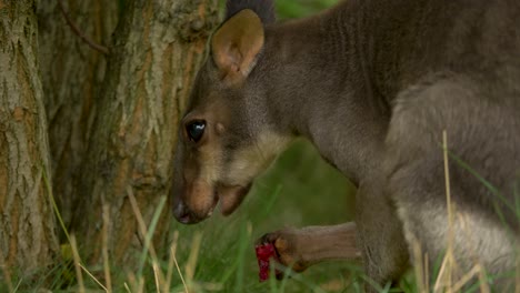 Pademelon-Oscuro-Alimentándose-De-Fruta-Fresca-En-Los-Pastizales-De-Sabana-Trans-fly