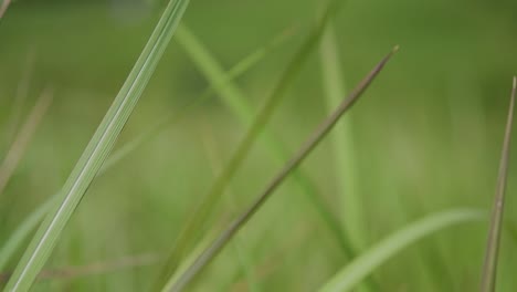 una hierba perenne originaria de asia tropical y subtropical y también introducida en varios países