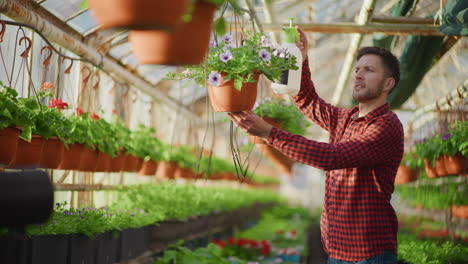 gardener sprays fertilizer in greenhouse