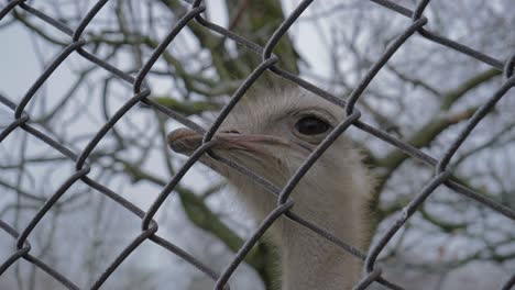 Close-Up-of-Ostrich-Face-Looking-Around-Behind-Chain-Link-Fence