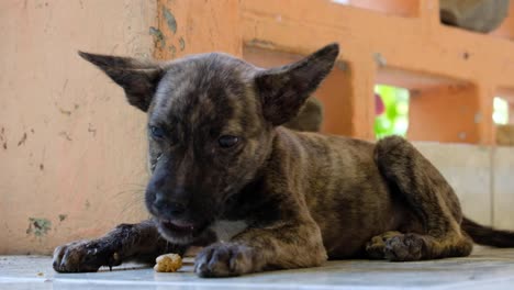 adorable cute small puppy dog, black and brown patches, chewing a tasty dental chew treat, eating and enjoying a healthy snack